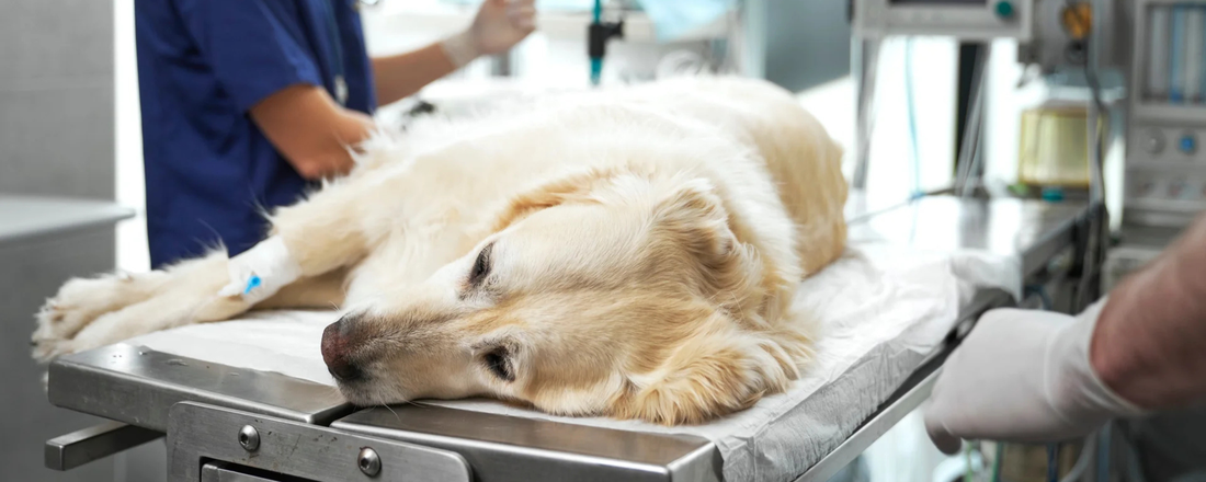 Can I Give My Dog Imodium for diarrhea