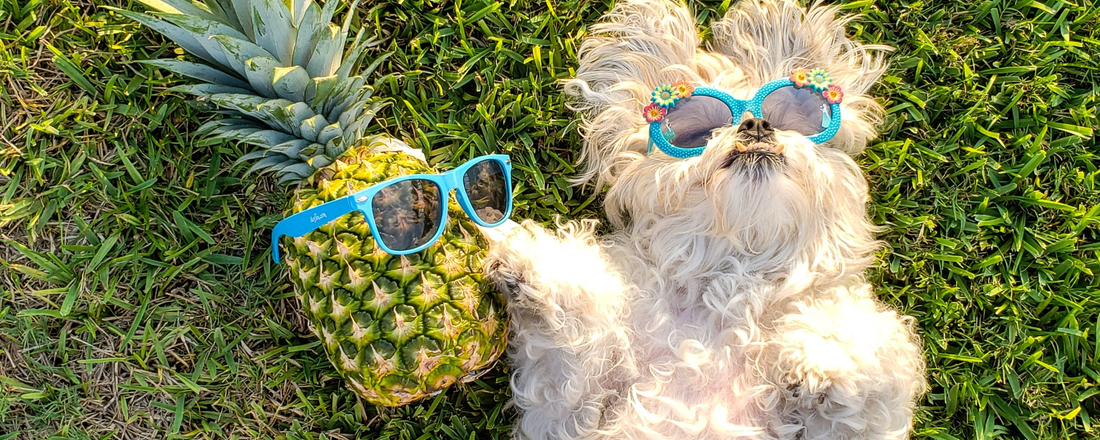 can dogs eat pineapple