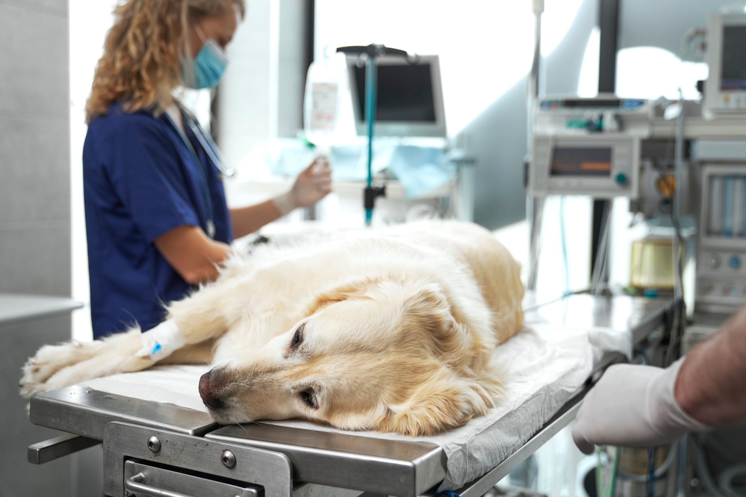 can i give my dog imodium for diarrhea