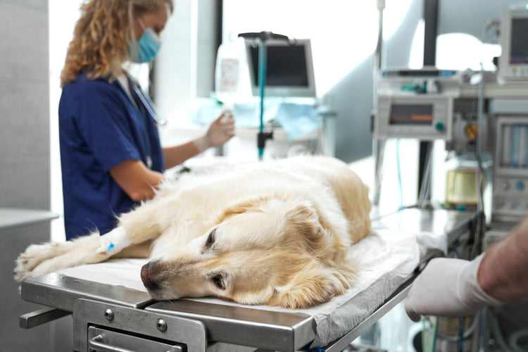 can i give my dog imodium for diarrhea