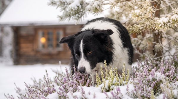 Canine-Native vs Human Probiotics: Do Dogs Need Dog-Specific Strains?