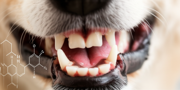 Canine Oral Health Postbiotic (COHP): How It Reduces Bad Breath Markers by 44%