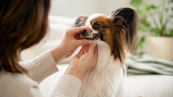 Papillon dog having its teeth and gums checked by its owner, illustrating canine oral health and fresh breath