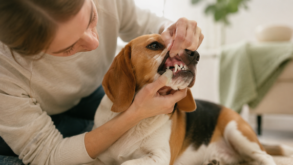 Owner gently lifting a healthy Beagle's lip to check clean teeth and gums, illustrating the canine oral microbiome and how postbiotics disrupt plaque