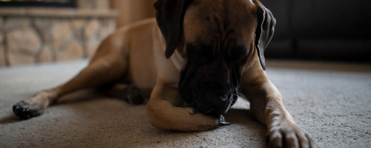 Do Dog Supplements Help with Allergies? A Science-First Look