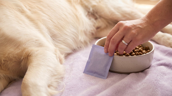Gut Health Dog Food: A Practical Breakdown (2026)
