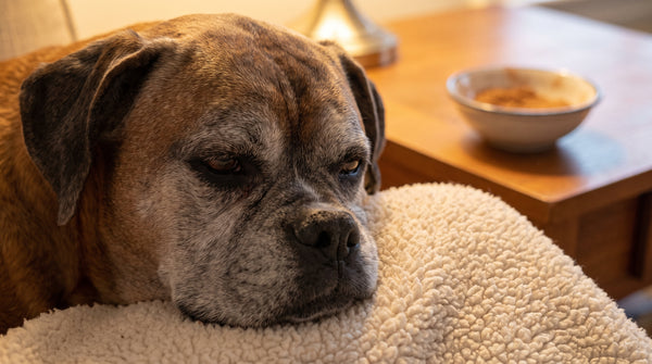 Colostrum for Dogs: What Research Supports and What It Does Not