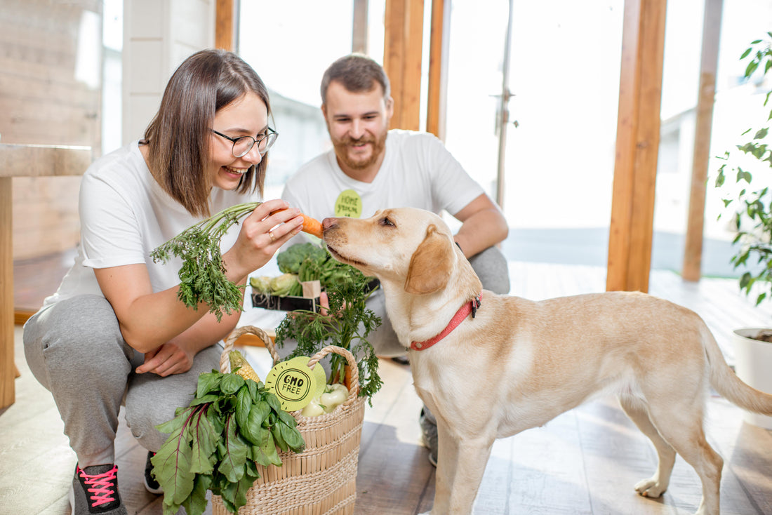 Best Natural Dog Foods for Digestive Problems: Our Top Picks