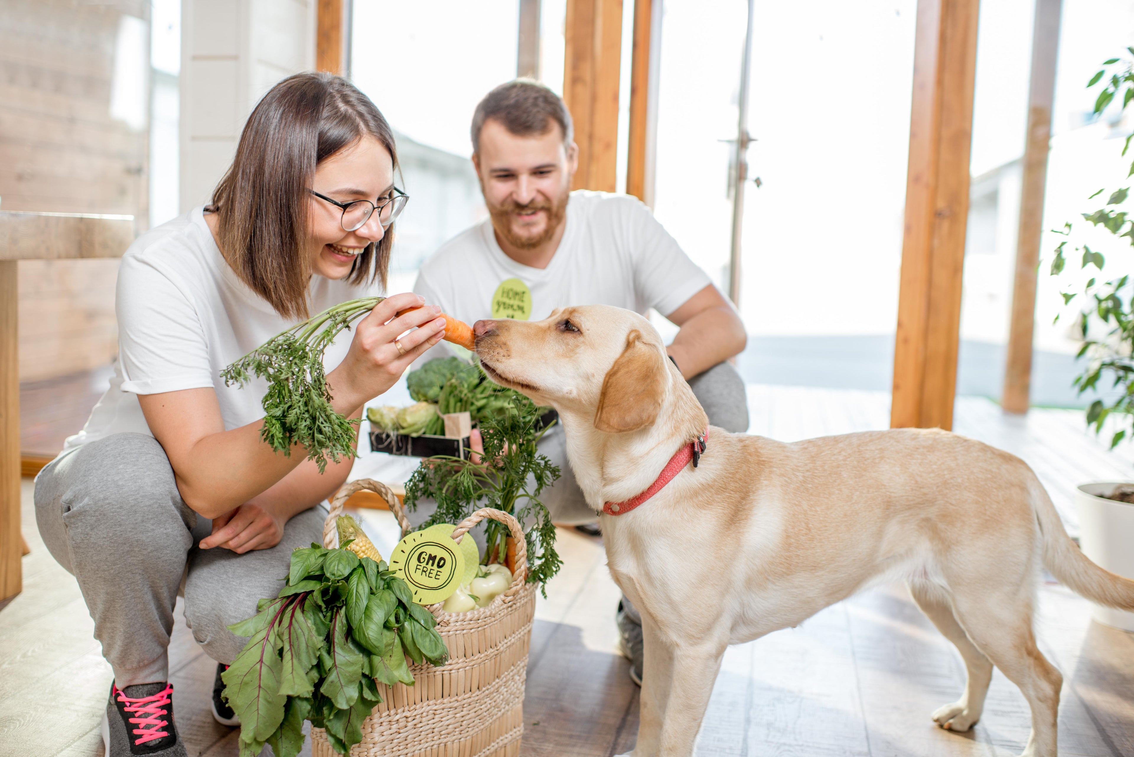Best Natural Dog Foods for Digestive Problems: Our Top Picks