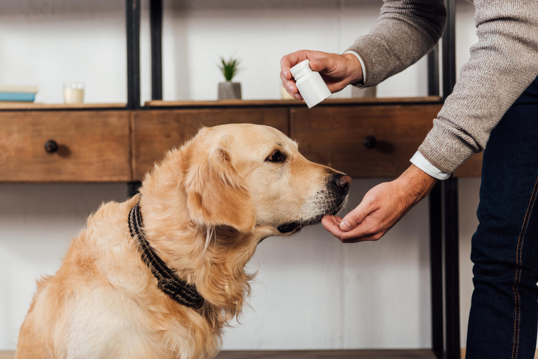 How to Choose a Vitamin & Mineral Supplement for Your Dog