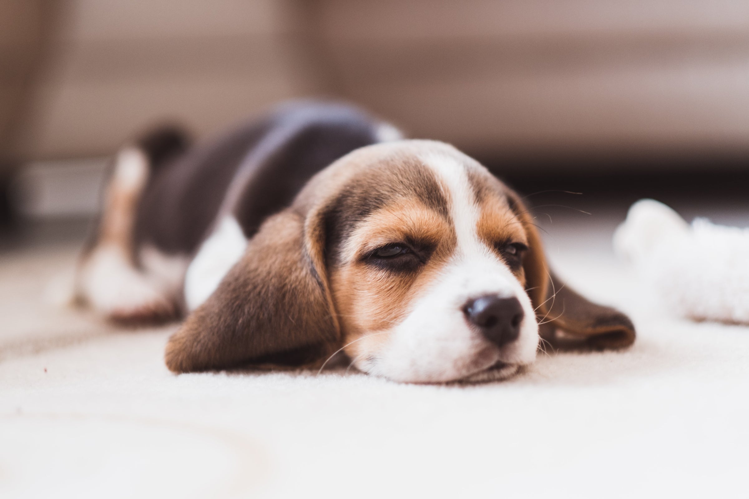 Signs of Poor Gut Health in Dogs