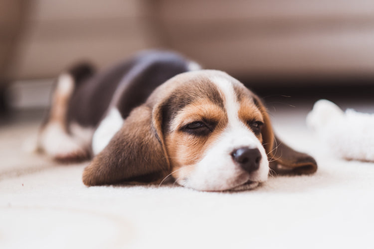 Signs of Poor Gut Health in Dogs
