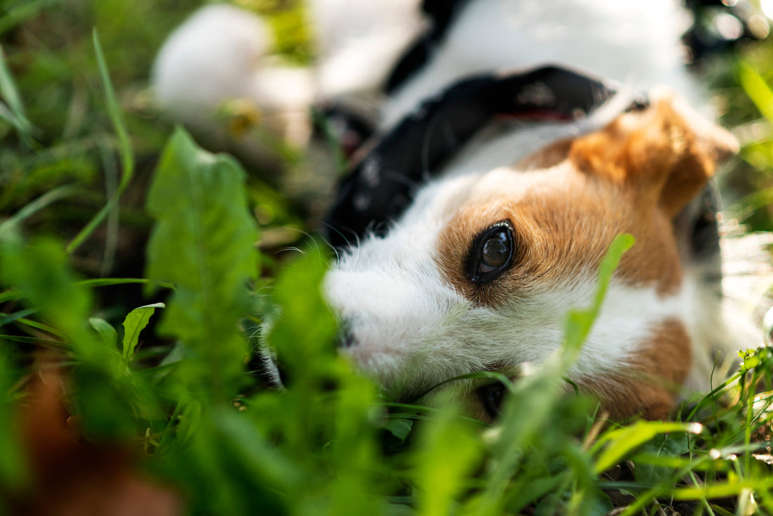 Why Do Dogs Eat Grass?