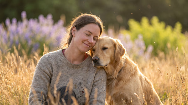 Daily Routines That Support a Calm, Settled Dog