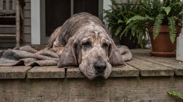 Buster his face is not swollen: A Senior Dogs Guide for Dog Owners