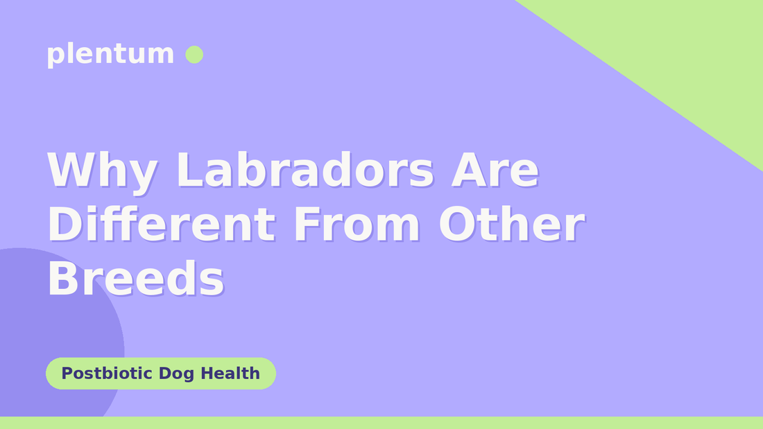 Plentum postbiotic dog supplement — why Labradors are different from other breeds