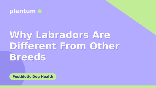 Plentum postbiotic dog supplement — why Labradors are different from other breeds
