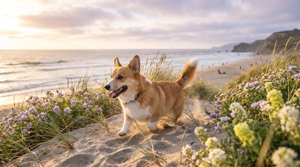 DHA and EPA for Dogs