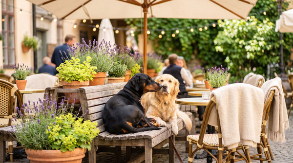 Do Daily Dog Supplements Really Work? What to Know Before You Buy