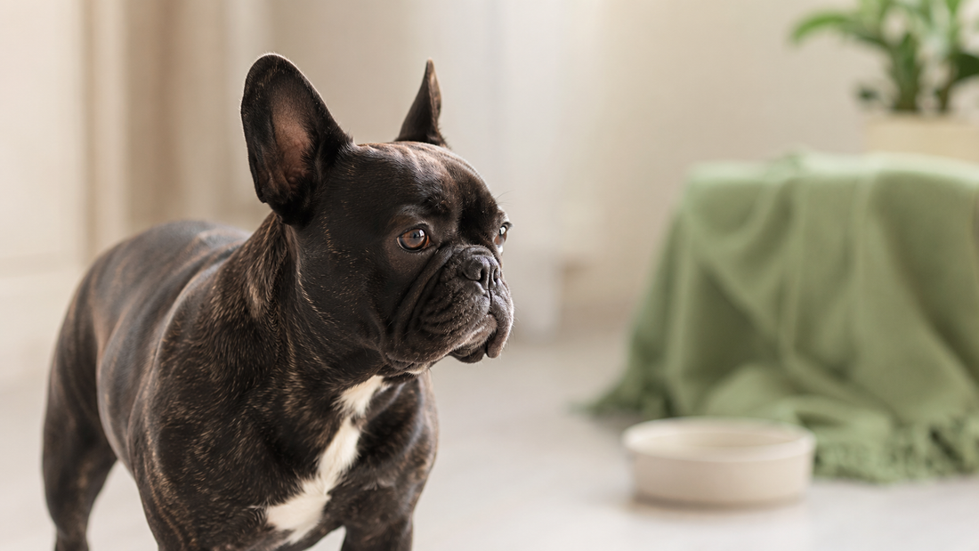 Healthy brindle French Bulldog standing in a calm, warm home beside a cream bowl, illustrating whether dog supplements really work