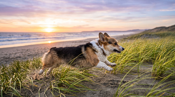 Dog Bad Breath That Won't Go Away: What Actually Works