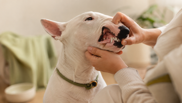 Owner gently lifting a healthy Bull Terrier's lip to reveal clean white teeth and fresh pink gums, illustrating how dog dental powder works