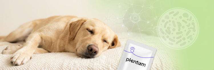 dog gut brain axis anxiety - calm dog with healthy gut