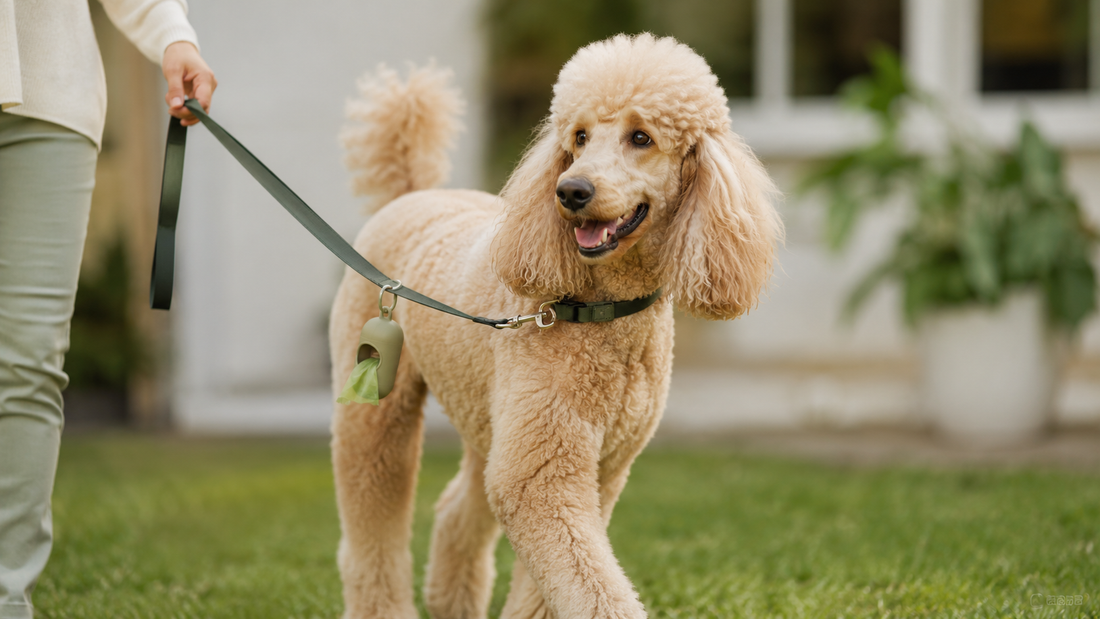 Healthy Standard Poodle on a leash walk in a grassy yard with a poop-bag dispenser, illustrating monitoring dog stool and mucus