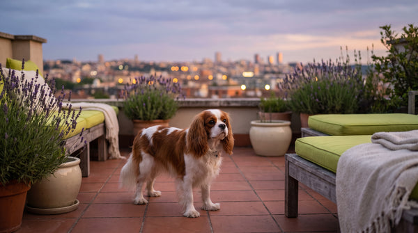 Dog Vitamin Supplements