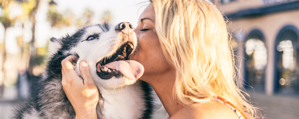 dog allergy supplement