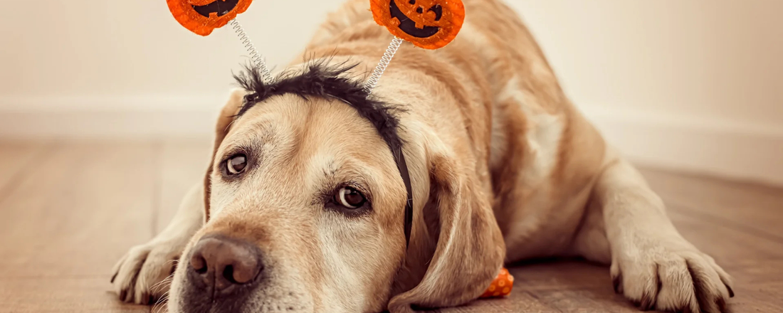 dog anxiety on Halloween