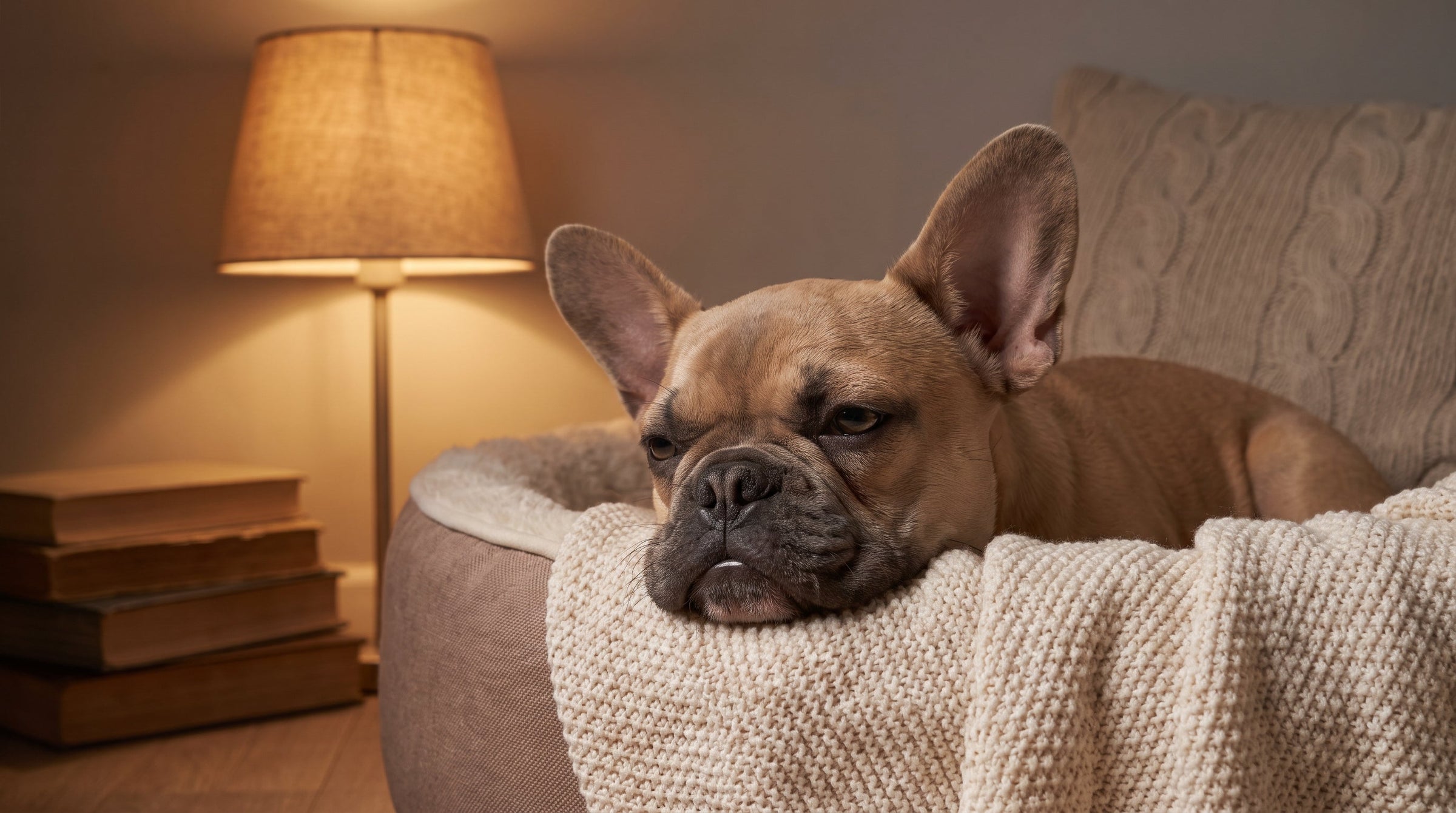 What Acid Reflux Actually Looks Like in Dogs