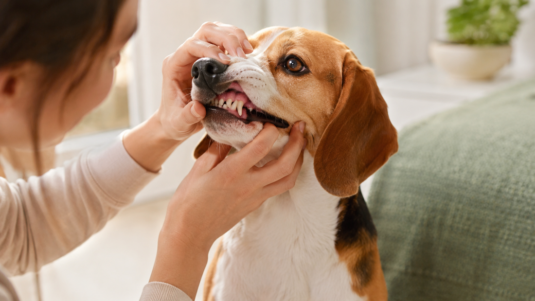 An owner gently lifting a Beagle's lip to show clean teeth and fresh gums up close, illustrating how oral care supports fresh breath for dogs