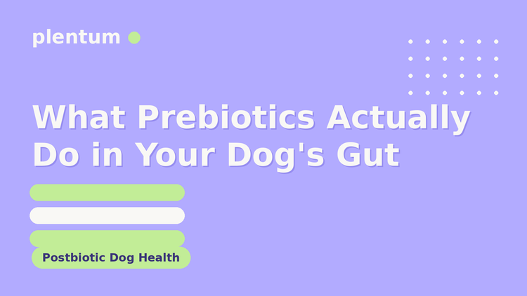 Plentum postbiotic dog supplement — What Prebiotics Actually Do in Your Dog's Gut