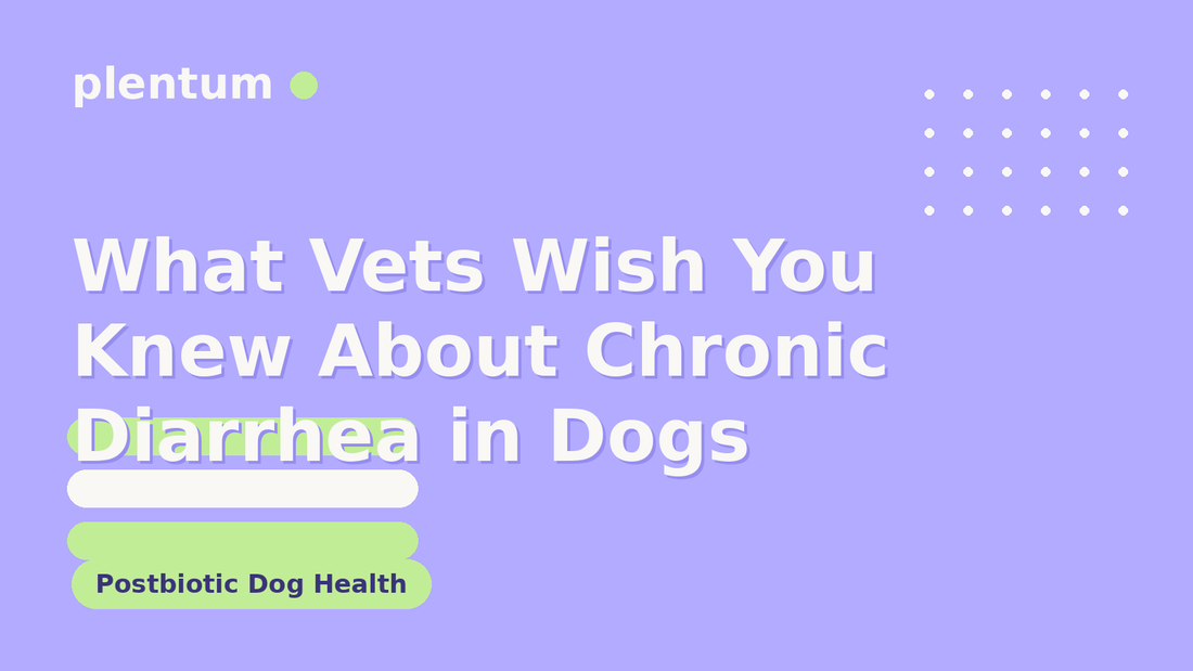 Plentum postbiotic dog supplement — What Vets Wish You Knew About Chronic Diarrhea in Dogs