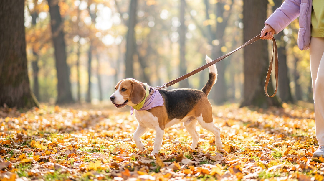 Dog Digestive Supplements: What to Consider (And What to Skip)