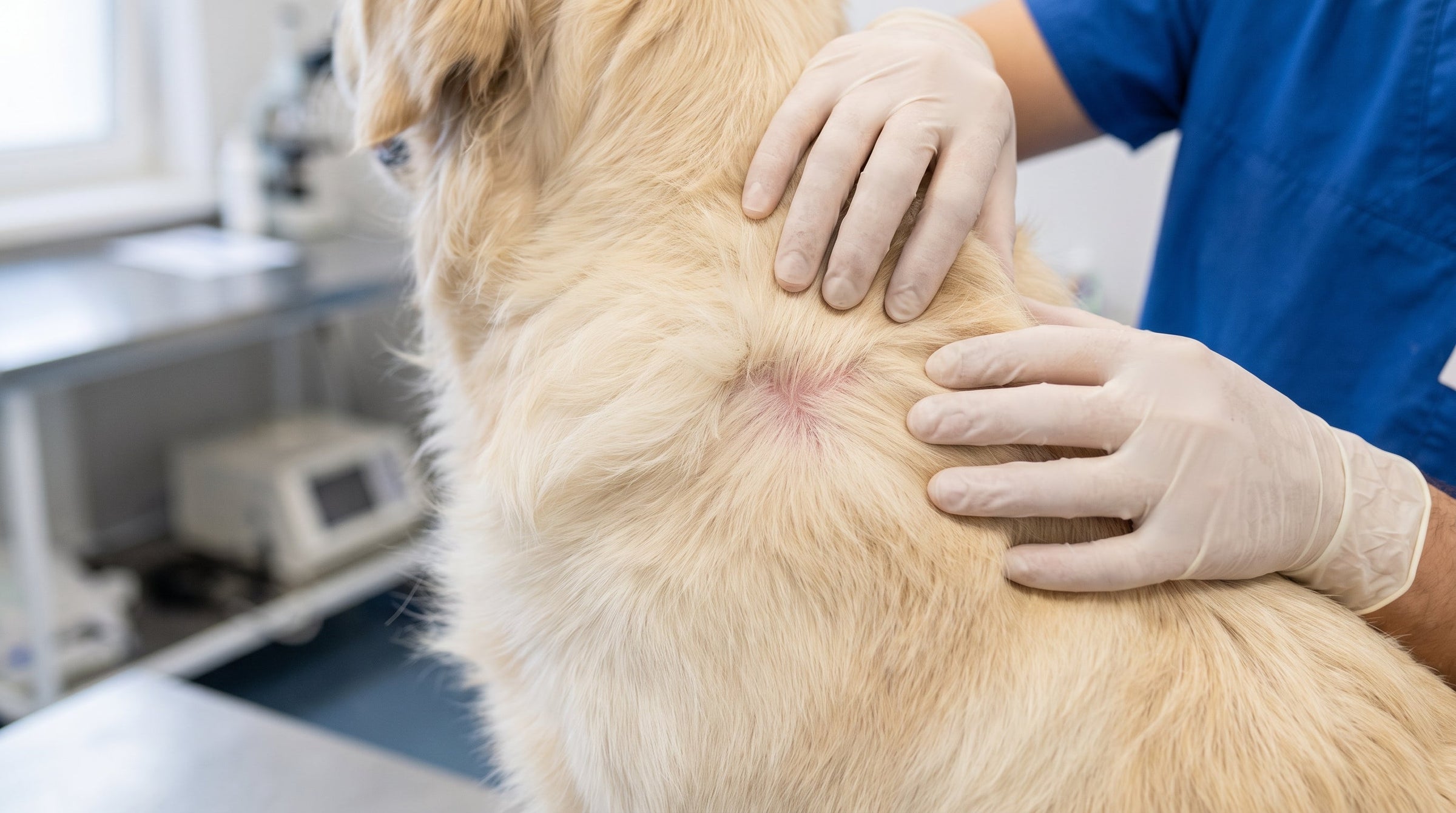Dog Allergy Gut Connection: The Science Behind the Gut-Skin Axis in 2026