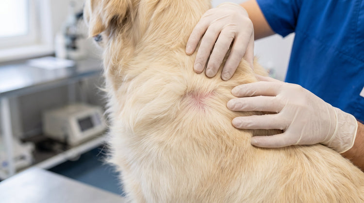 Dog Allergy Gut Connection: The Science Behind the Gut-Skin Axis in 2026