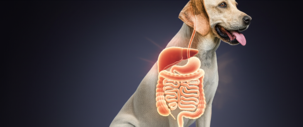 The Gut Microbiome of Dogs: Why It’s the Foundation of Total Health