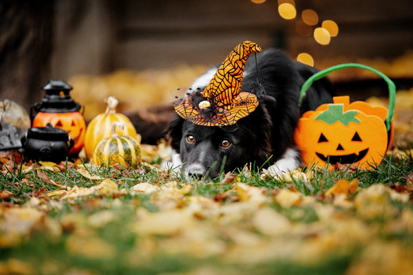 Halloween Safety for Dogs