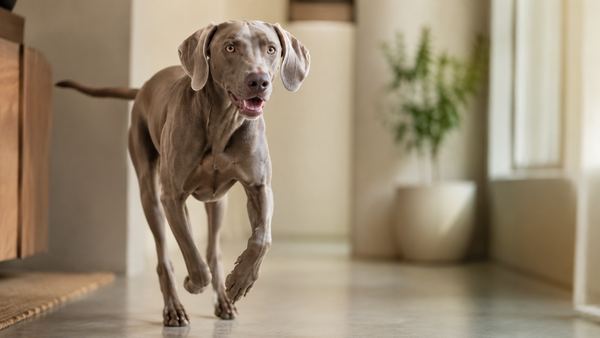 Fit lean Weimaraner trotting energetically indoors — healthy weight routine and daily checklist for dogs