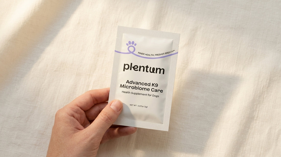 Dog receiving a daily gut-support sachet mixed into its meal, representing how a 3-in-1 synbiotic for dogs works for daily gut health