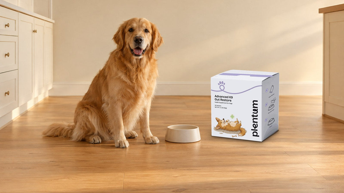 A golden retriever sits beside a ceramic food bowl and a box of Plentum Advanced K9 Gut Restore on a sunlit oak kitchen floor.