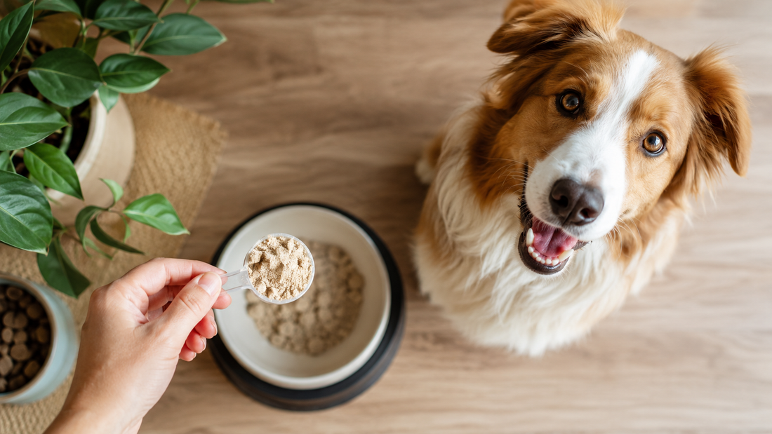 Measuring a scoop of dog supplement powder