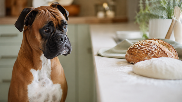 Boxer dog looking at a loaf of bread and raw dough on a kitchen counter