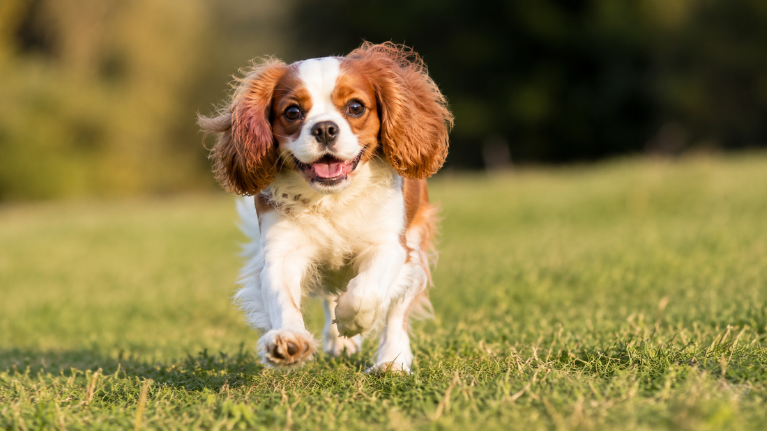 Cavalier King Charles Spaniel running outdoors in sunlight