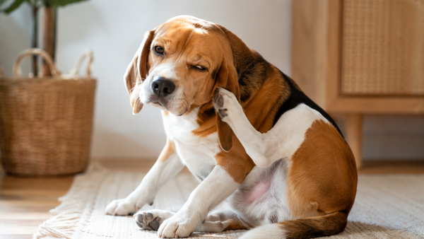A tricolor Beagle scratching its ear with a hind paw in a warm home setting, looking slightly uncomfortable