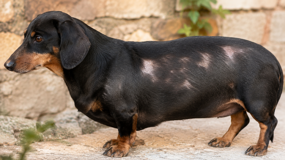 Close-up profile of a black-and-tan Dachshund showing sparse thinning patches along its back coat in soft natural light