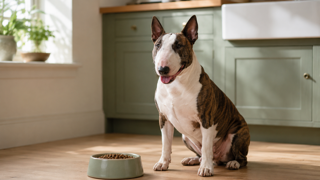 Bull Terrier sitting beside a food bowl in a bright sage-green kitchen