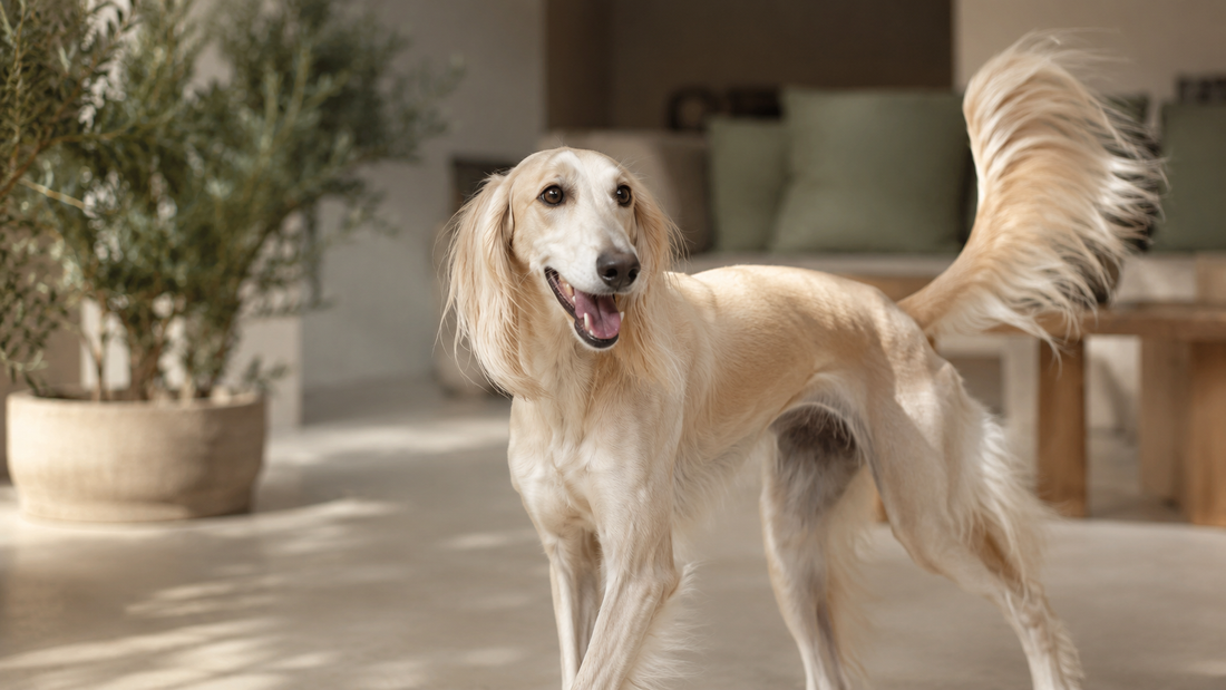 Elegant Saluki dog with tail raised in a joyful wag in a warm home interior